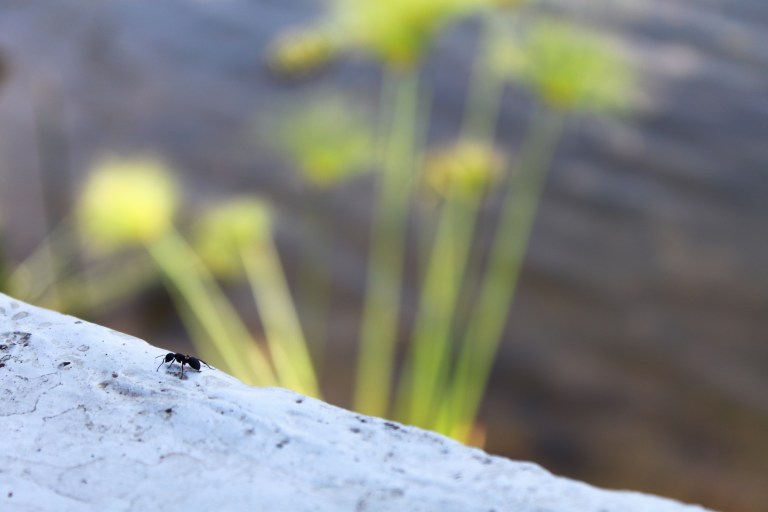 The ant and the Kafue River