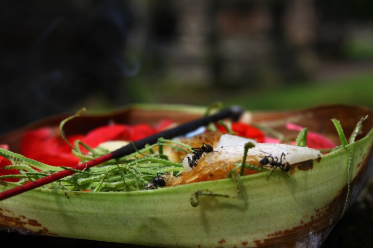 A daily offering - click on the photo for more