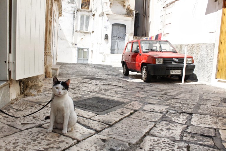 Cat & Fiat - what else? - click on the photo for more