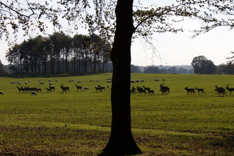 Deer in Tatton Park - click for more on the photo