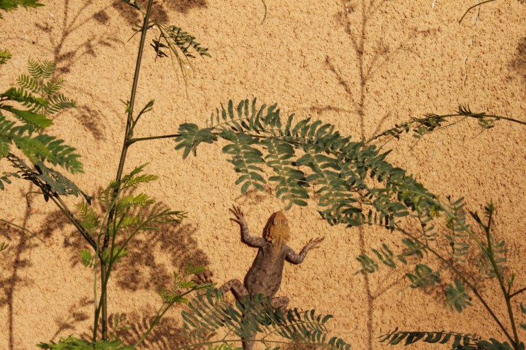 Lizard in the Segou - click on the photo for more